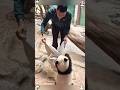 Cute & sassy reaction #panda #trending #cute #cutepanda #viral