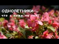 Однолетники: что с ними не так?