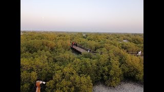 Jubail Mangrove Park, Abu Dhabi - Travel Vlog 5 | Kuzhali's Artnado # 15