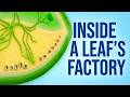 Plant Growth Stages | Seed to Daisy Life Cycle Animation