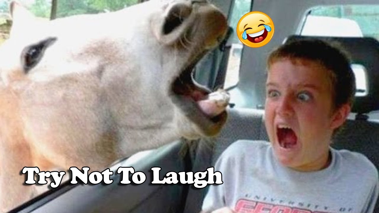 Try Not To Laugh - Best Funny Kids and Animals Videos | Funny Kids ...