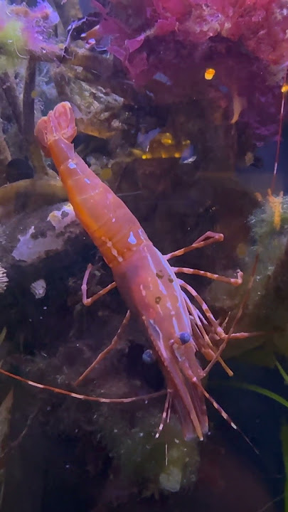 Pink shrimp #seafood #animals #shorts