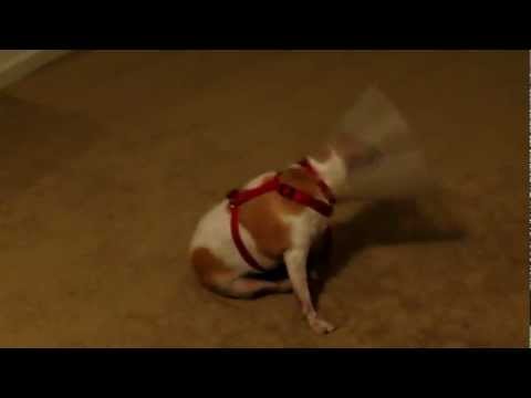 GoGo the Fox Terrier has an Itch