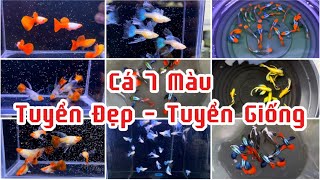 Đợt cá Bảy Màu Tuyển ĐẸP - TUYỂN GIỐNG Tốt #guppy #guppies #guppyfish #bettafish #cabaymau