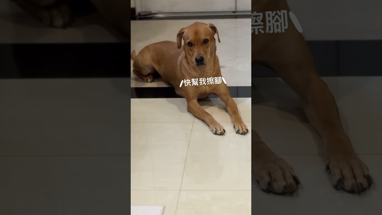 愛裝忙的狗狗 日記 縮圖