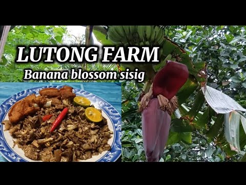 Harvest Banana Blossom & Cooking a Simple Recipe | Preparing Dragonfruits