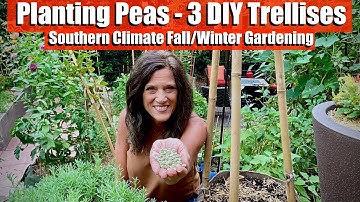 How to Plant Peas on 3 Easy, Inexpensive DIY Trellises / Southern Climate Fall/Winter Gardening 🍁❄️