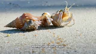 From shells to plastic: Hermit crabs are adapting to a new reality.