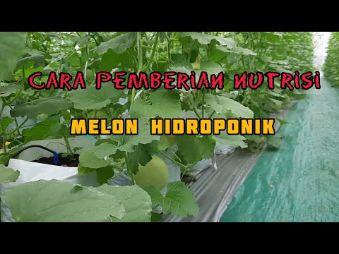Part 2 Budidaya Melon Hidroponik Sistem Fertigasi tetes (Cara Pemberian Nutrisi u0026 Keuntungan Usaha)