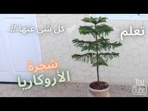 الاروكاريا من نباتات الزينة، طريقة نقل الأروكاريا، رعاية الأروكاريا، ري الأروكاريا Araucaria