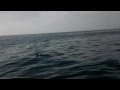 Dolphins! Off the coast of Newport Beach. Magapod!