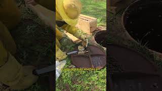 Elas voltaram para o mesmo lugar #abelhas #apicultura #resgate #enxame #mel #campo #viral #shorts