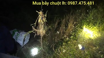 Mẫu Cạm Kẹp/ Khắc tinh của các Loại Chuột