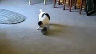 DOG vs. SQUIRREL by kbad73 185,384 views 15 years ago 37 seconds