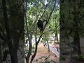 macaco-prego brigão