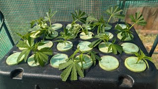 7-5-25 Making Clones