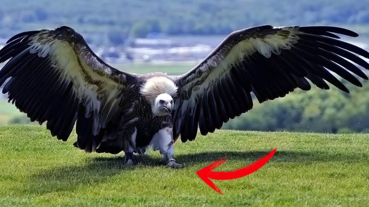 AS MAIORES AVES DO MUNDO YouTube