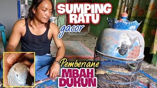 Pemberian Dari Mbah Dukun || Perkutut SUMPING RATU Super Gacor ‼️