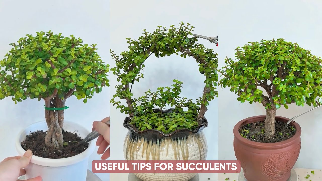 Easy Succulent Care Tips for Beginners - YouTube