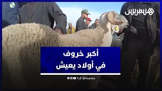 يزن حوالي 120 كيلوغراما.. أكبر خروف في سوق أولاد يعيش يبلغ ثمنة 8000 درهم