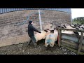 SHEARING TAILS BEFORE LAMBING!