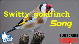 Switty goldfinch song 🎵 🎶 💯