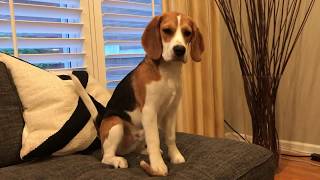 Beagle puppy eats watermelon for the first time