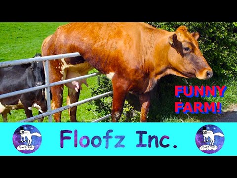 Fun On The