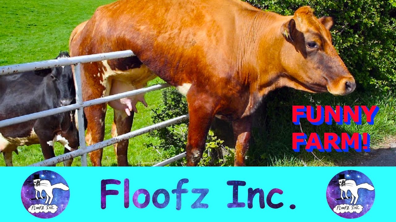 Fun On The Farm - Funniest Farm Animals!
