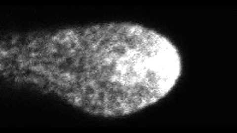 Polar Cell Growth Machinery in Pollen Tubes: Supplemental Video 2