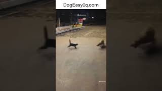 When cats fight dogs this happens