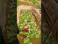 mula vegitable ll#short #viral #trending