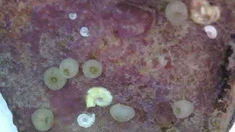 Pocillopora damicornis (P. acuta) Settlement