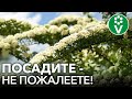 ПОСАДИТЕ ЭТИ НЕПРИХОТЛИВЫЕ ЦВЕТУЩИЕ КУСТАРНИКИ, НЕ ПОЖАЛЕЕТЕ!