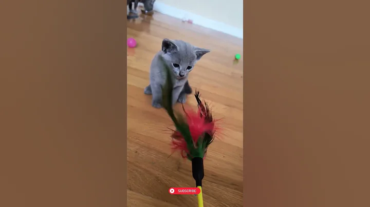 Video 9085811: russian blue cat kitten, cute russian blue kitten, catlover russian, russian blue eyes, cat cute kitten angry, feline