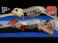 Yoga anatomy  core stability