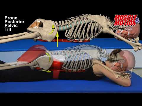 Yoga Anatomy & Core Stability