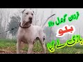 Bully dog billu  pakistani famous bully dog  sial daily vlog