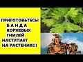 Приготовьтесь: банда корневых гнилей наступает на наши растения!!!Как защитить овощи, цветы...