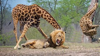 Mother Giraffe Kicks Lion Head Very Hard To Save Herself, Harsh Life Of Wild Animals