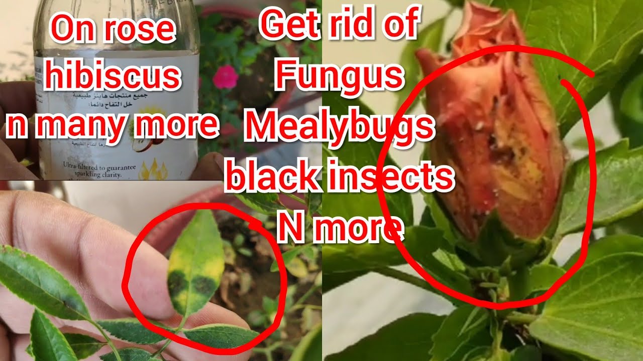 Get rid of Mealybugs, fungus, black insects on rose, hibiscus n more
