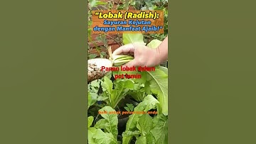 Lobak Radish Sayuran dengan Manfaat Ajaib #shorts #shortvideo #obatherbal #sayuransehat #lobak