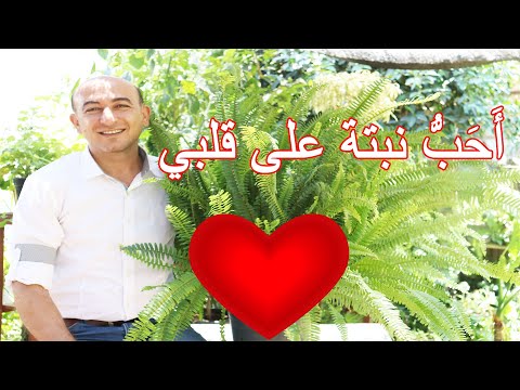 فيديو: معلومات أوراق القلب السرخس - كيفية زراعة نبات سرخس القلب