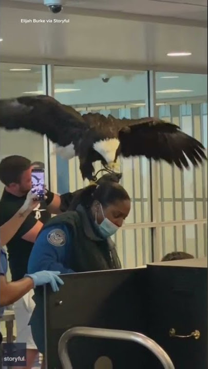 North Carolina Passengers Greeted By Bald Eagle At TSA Checkpoint
