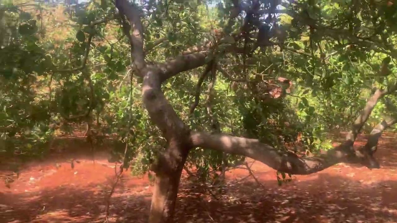 Đi kiếm ông bắt dc chim chào mào 