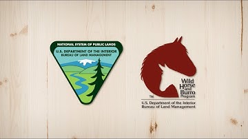 About the Wild Horse and Burro Program
