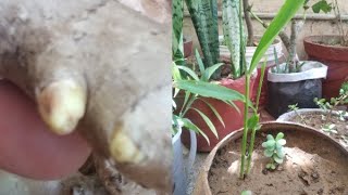 गमले में अदरक उगाने का आसान तरीका how to grow ginger plant from gingershortshort7