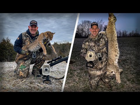 Bobcat Vs. Coyote - Bobcat Hunting