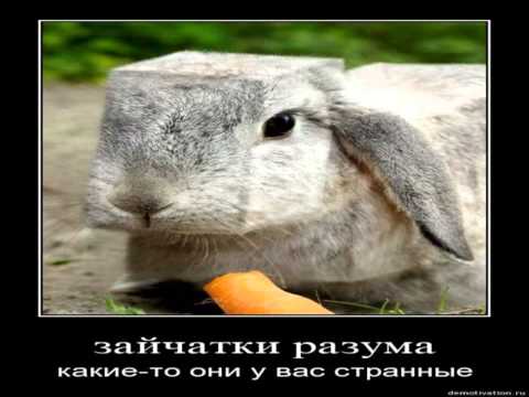Картинки Демотиваторы Приколы 22596