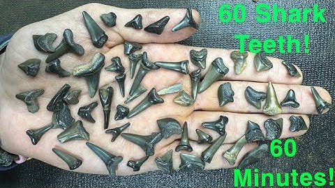 Finding 60 Shark Teeth in One Hour!! (New Jersey Fossil Hunting)